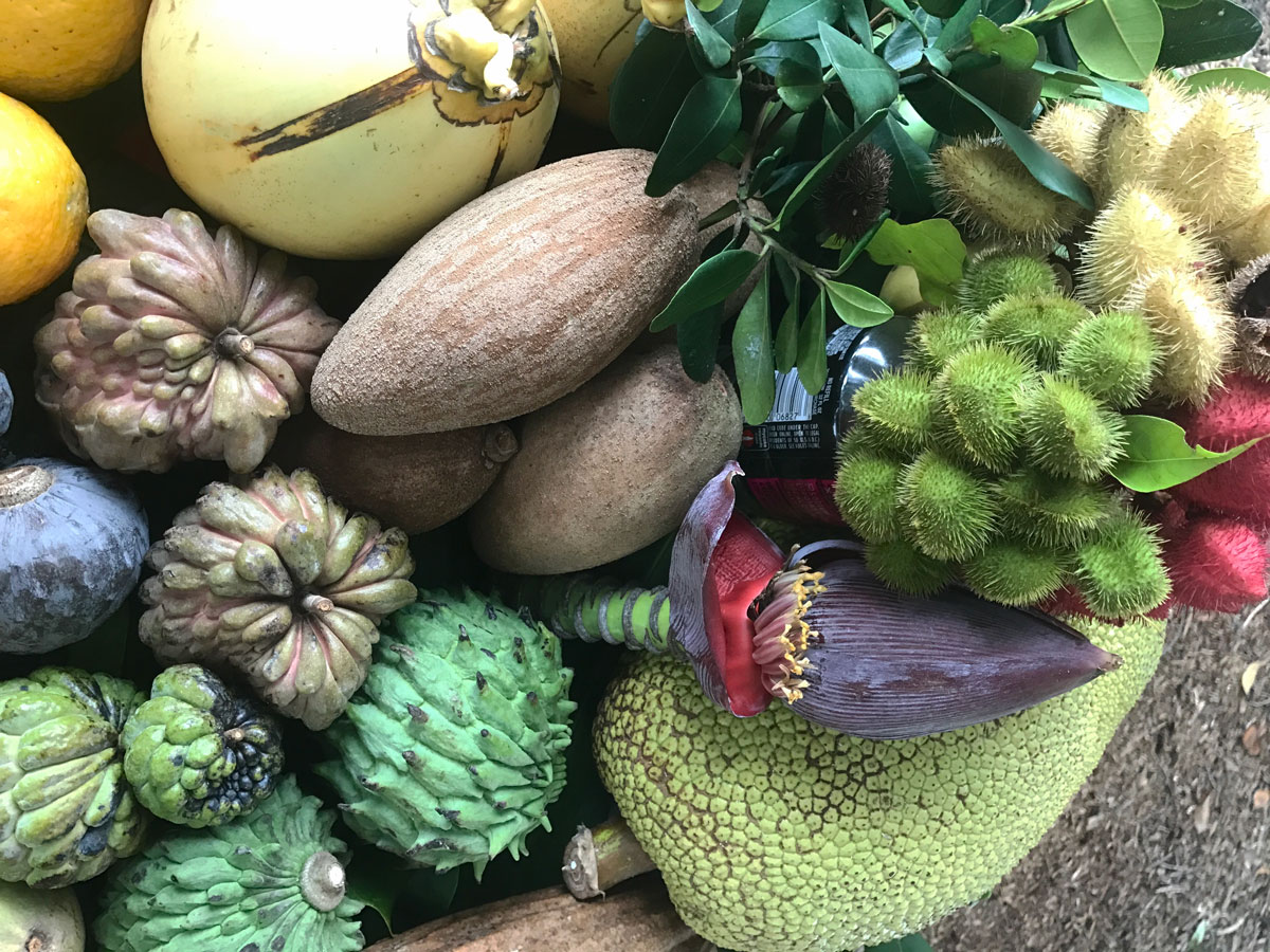 Tropical fruits gathered at Fruit and Spice Park