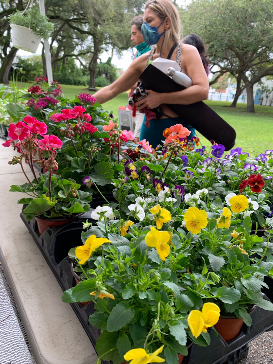 Edible flowers from Little River Cooperative/French Farms