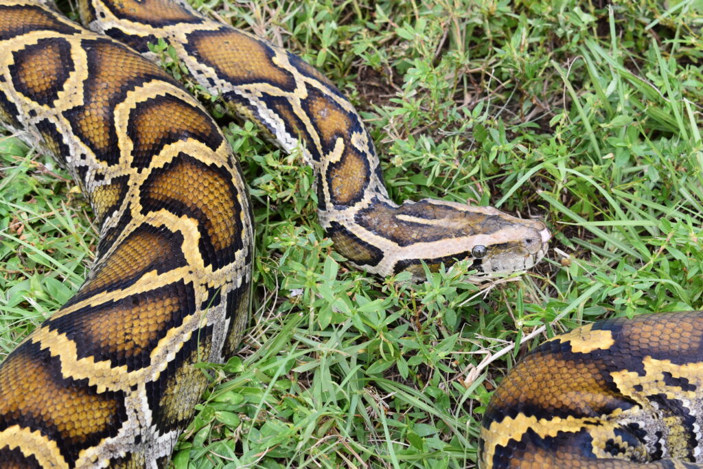 Burmese python