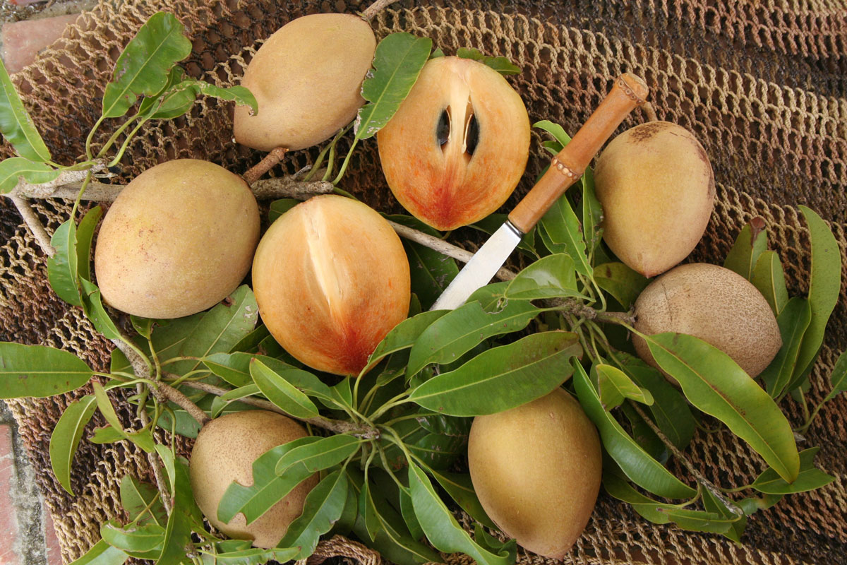 Sapodilla