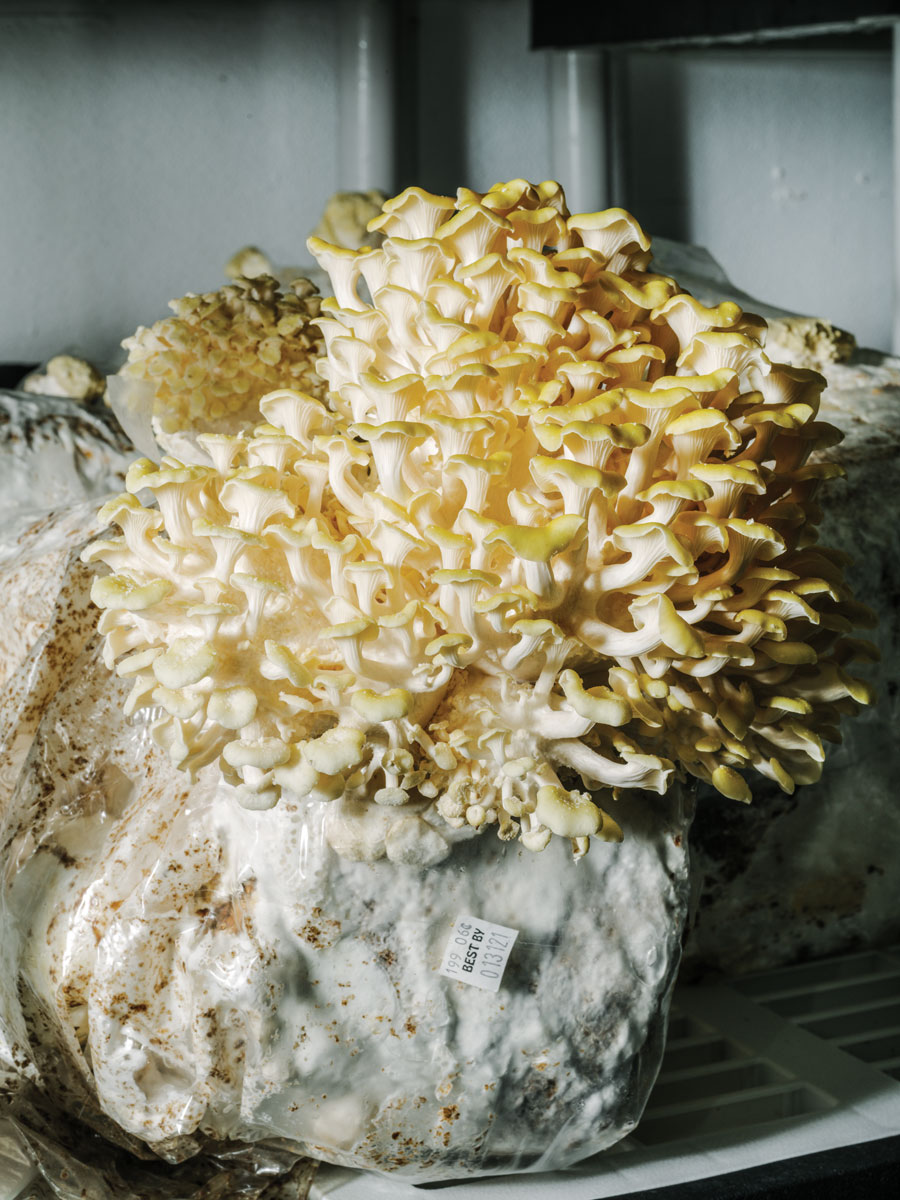 Growing mushrooms on a shelf