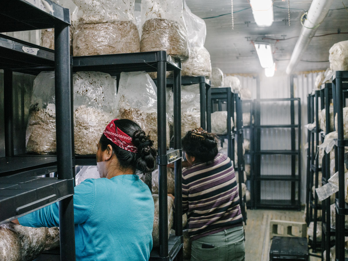 Farm workers check on bags. 