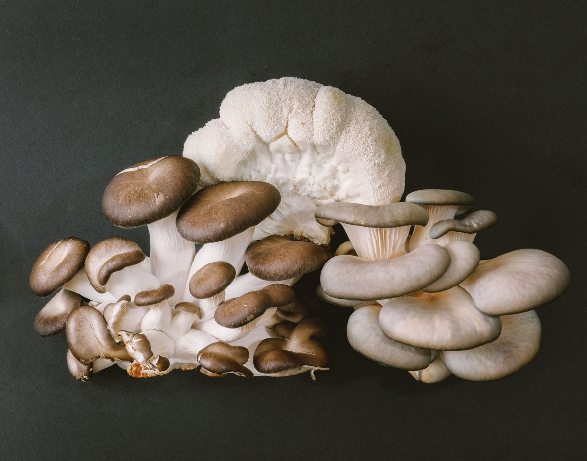 Mushrooms from Gratitude Garden Farms