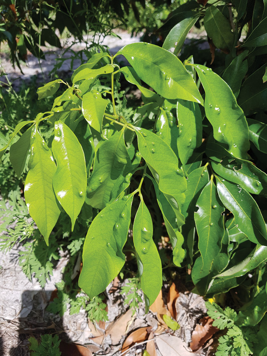 Blisters on lychee leaves