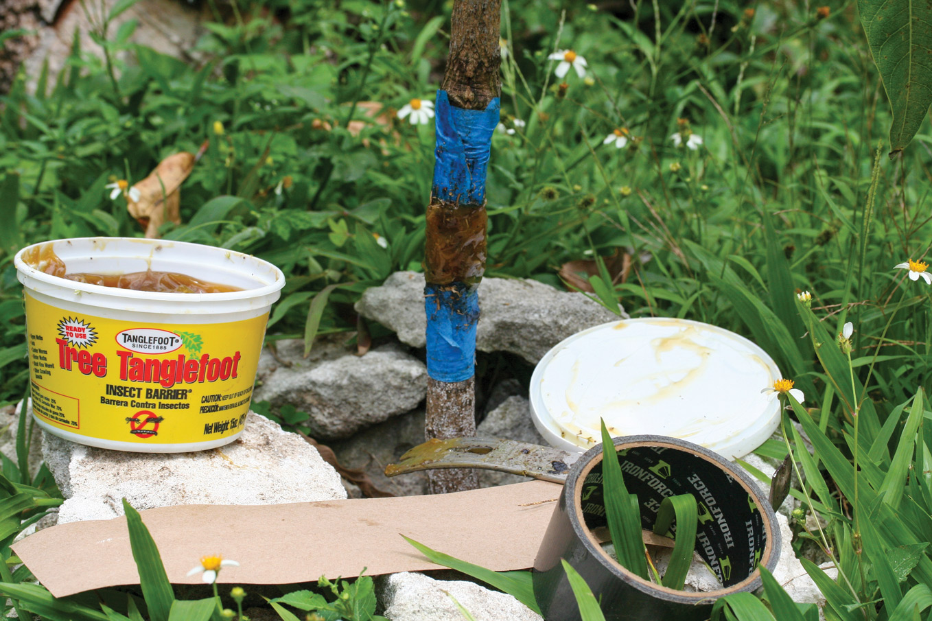 Tanglefoot, a sticky insect barrier, keeps pests from climbing trees. 