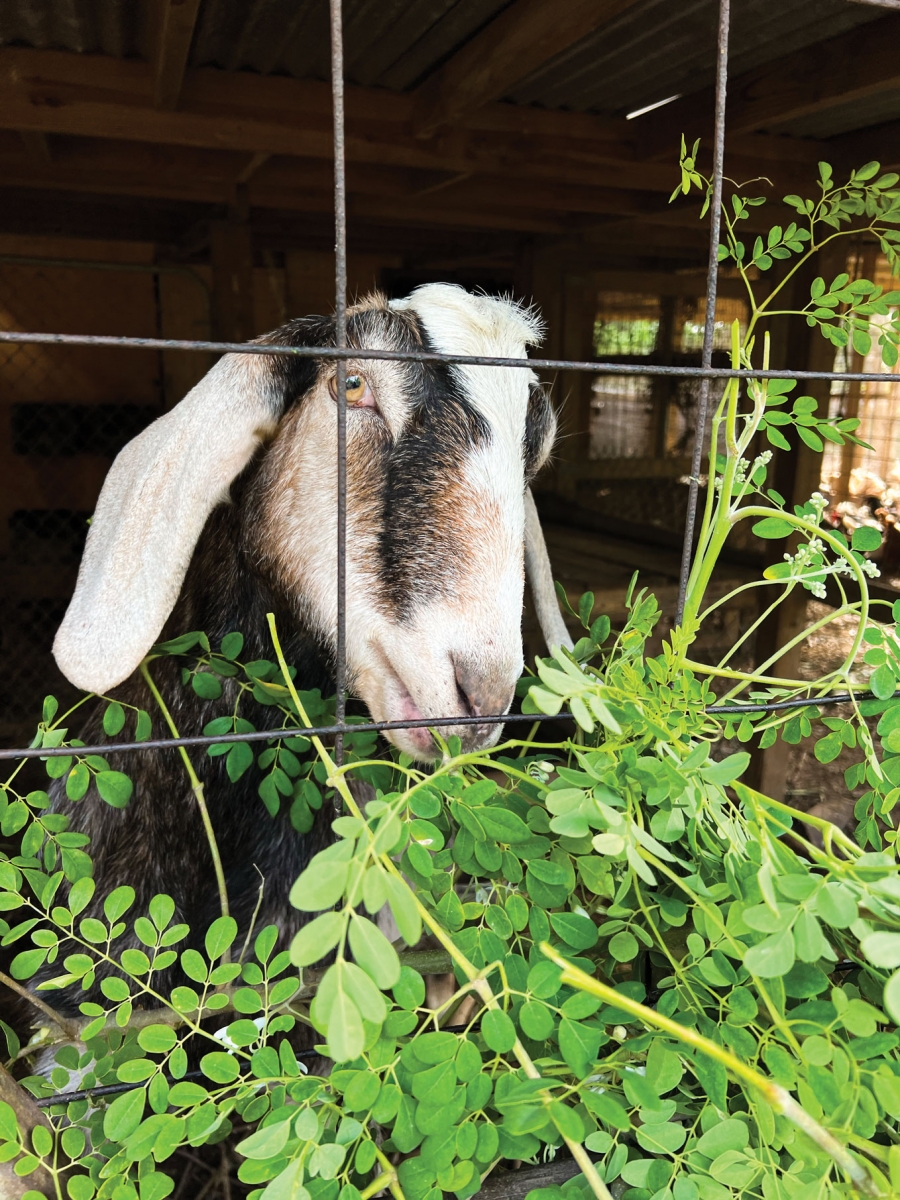 Goat at Empower Farms