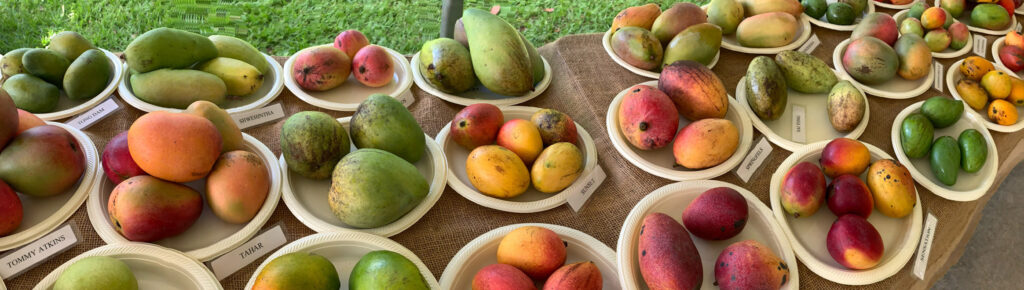 Mango cultivars at Fruit and Spice Park