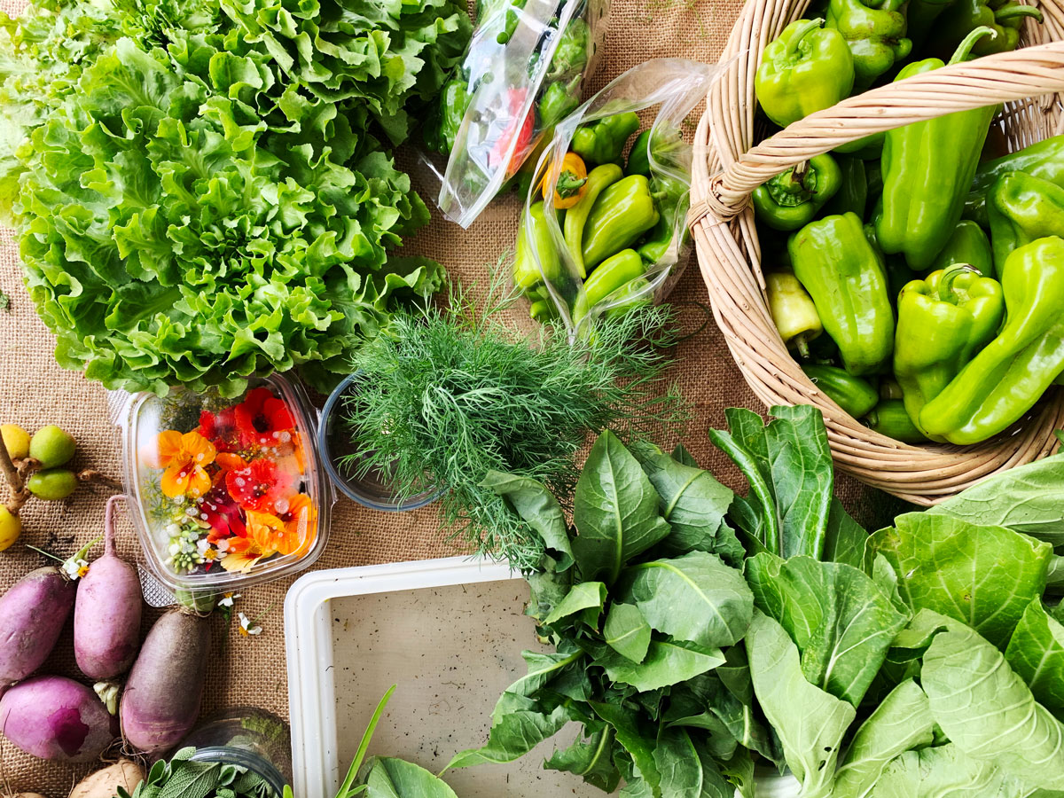 semillas-coop-mima-market-veggies.jpg