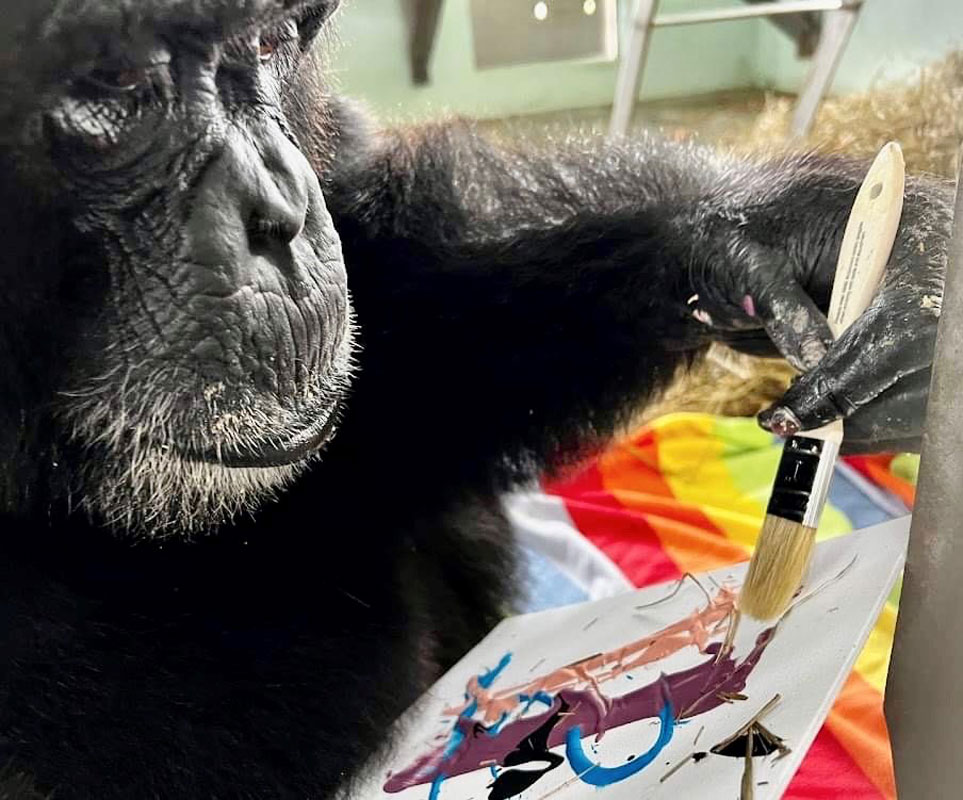 Chimp painting
