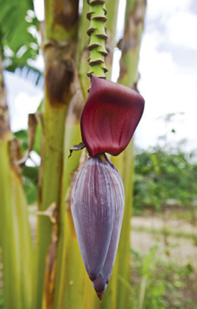 Banana Blossom
