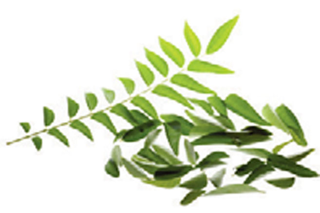 Curry Leaves