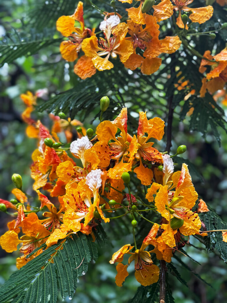 Golden Royal Poinciana