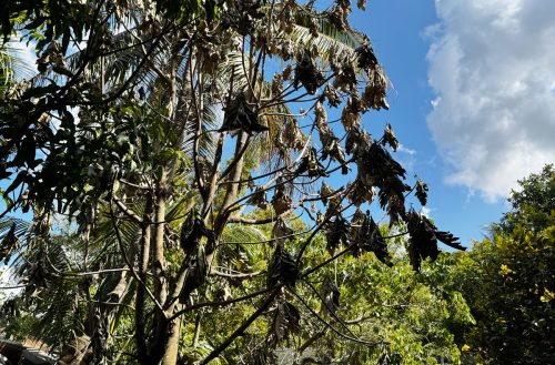 breadfruit-leaves-cold-rfvc