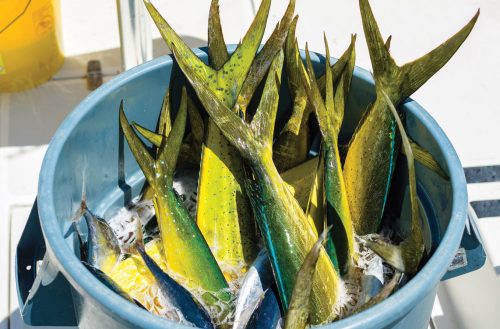 Freshly caught mahi-mahi